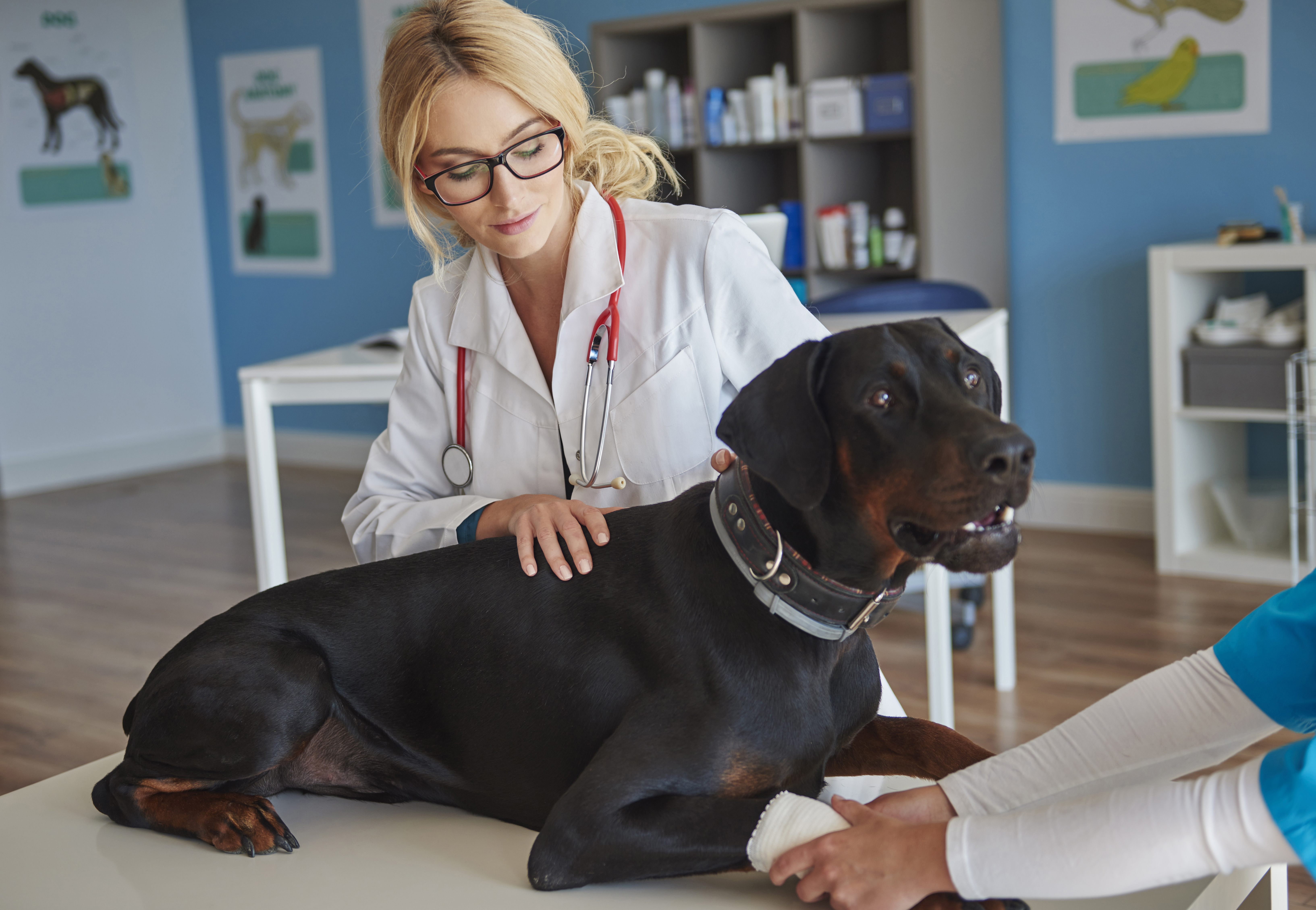 dog-with-broken-leg-vet