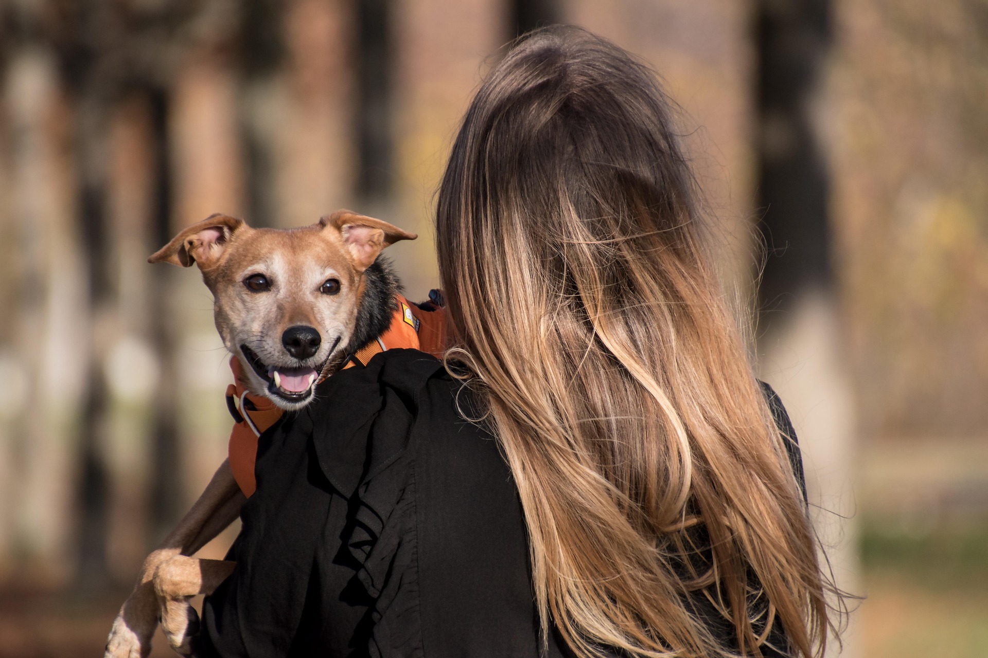 rebeccaspictures-dog-5753302_1920