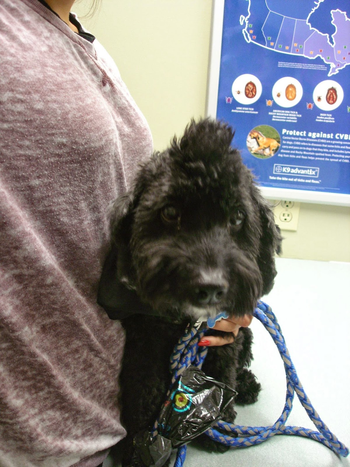 Willow Park Animal Clinic