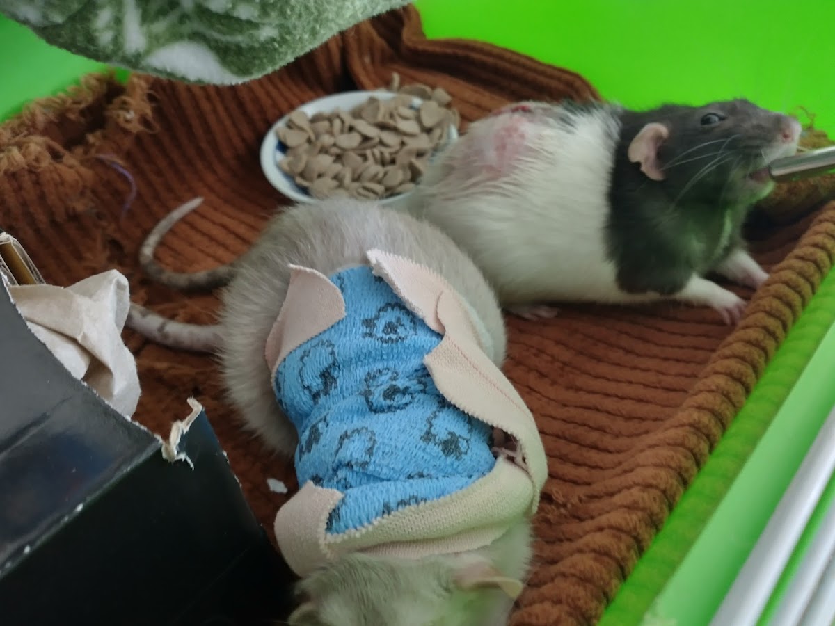 All Critters Veterinary Hospital