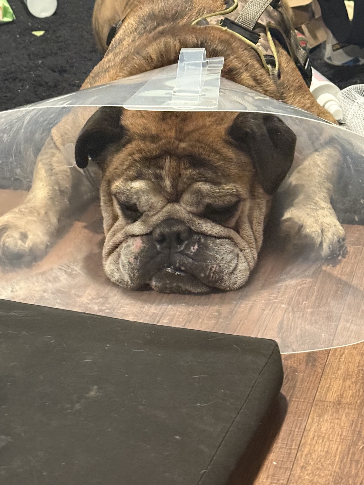 Heart and Soul Animal Urgent Care