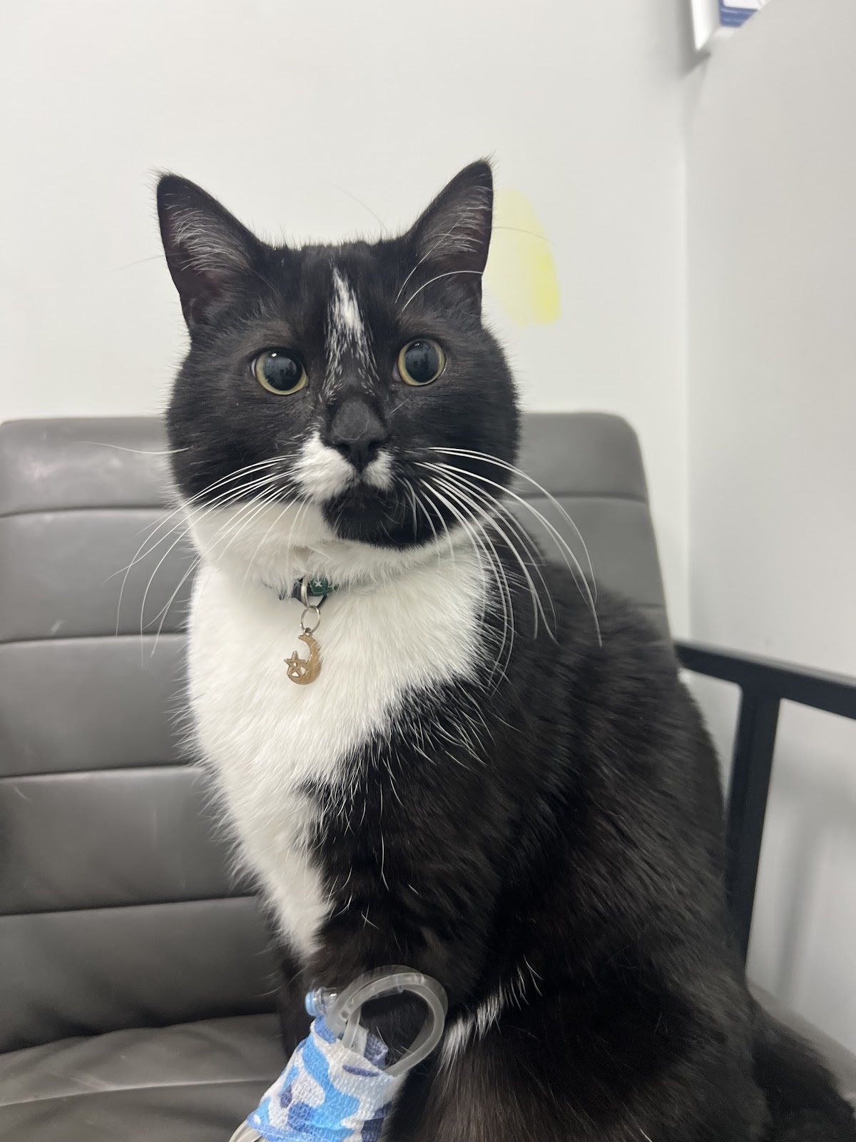 Alpine Veterinary Clinic