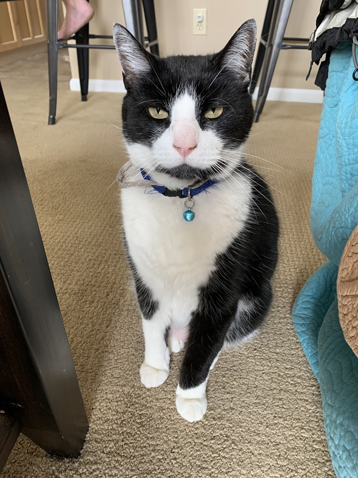 RiNoVet Animal Emergency Care