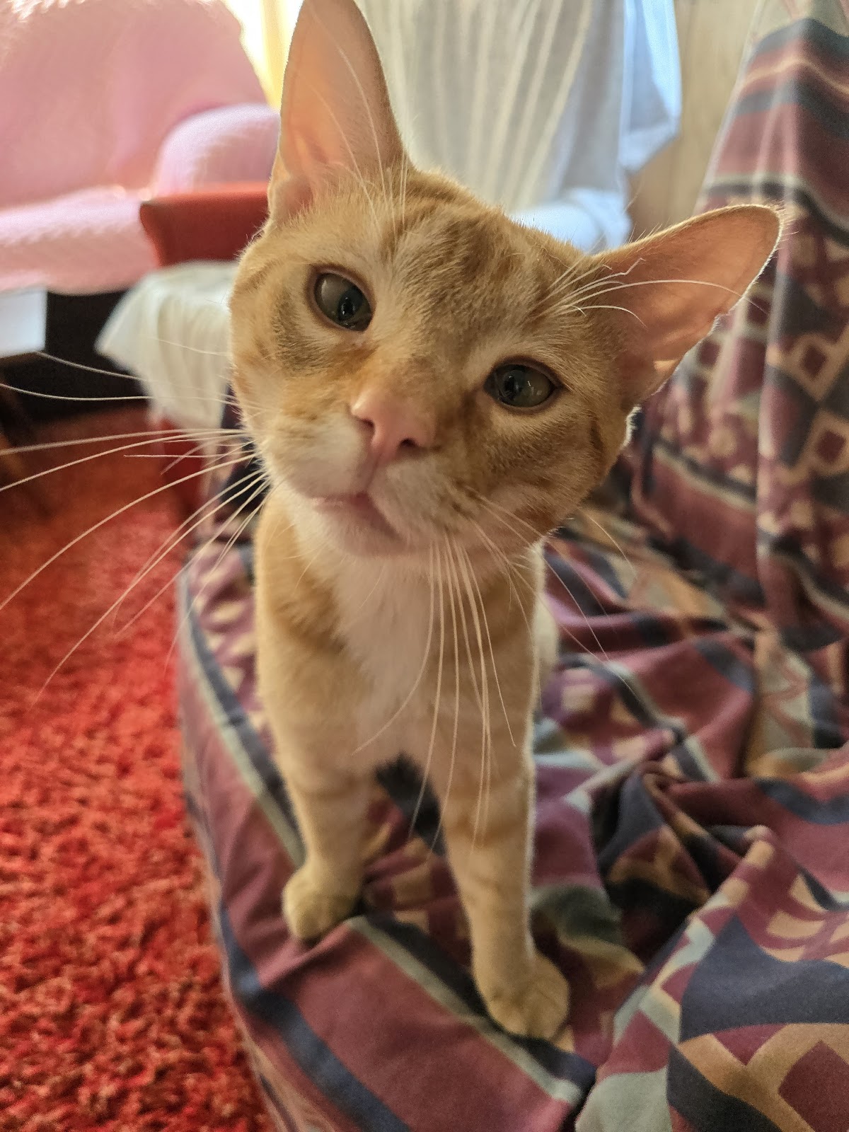 Omer Veterinary Services