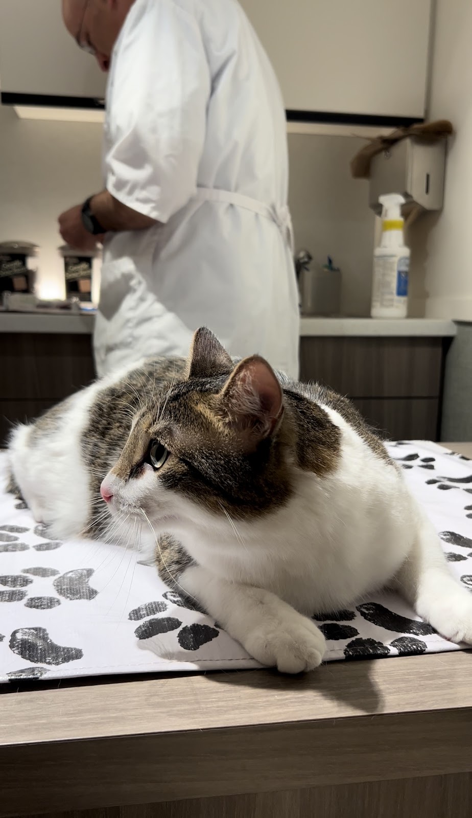 Downtown Animal Clinic