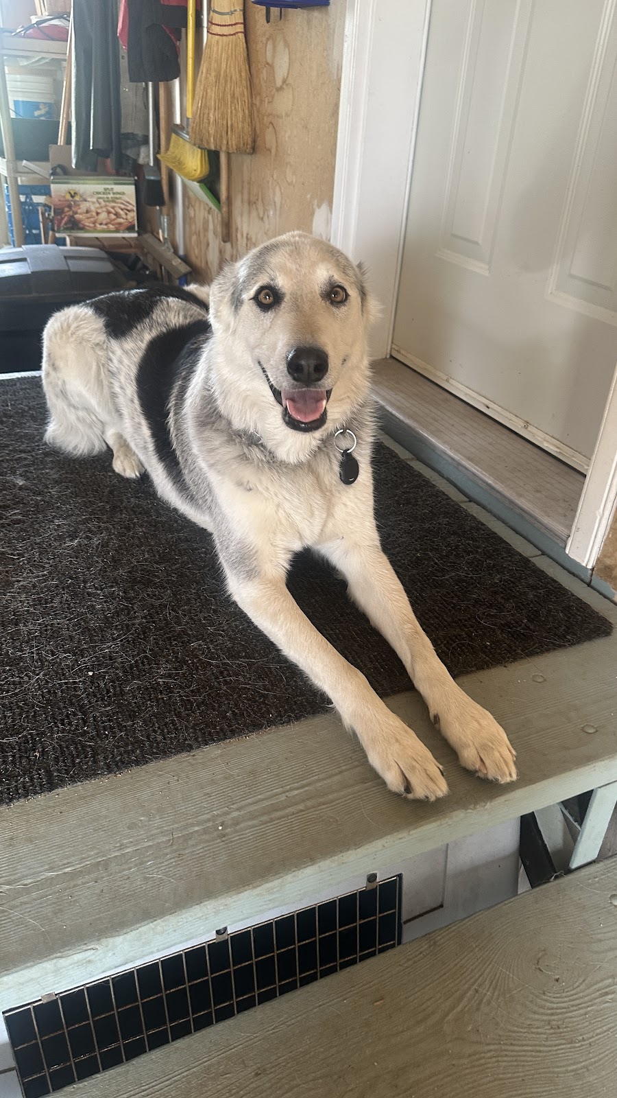 Lakeland Veterinary Services Ltd