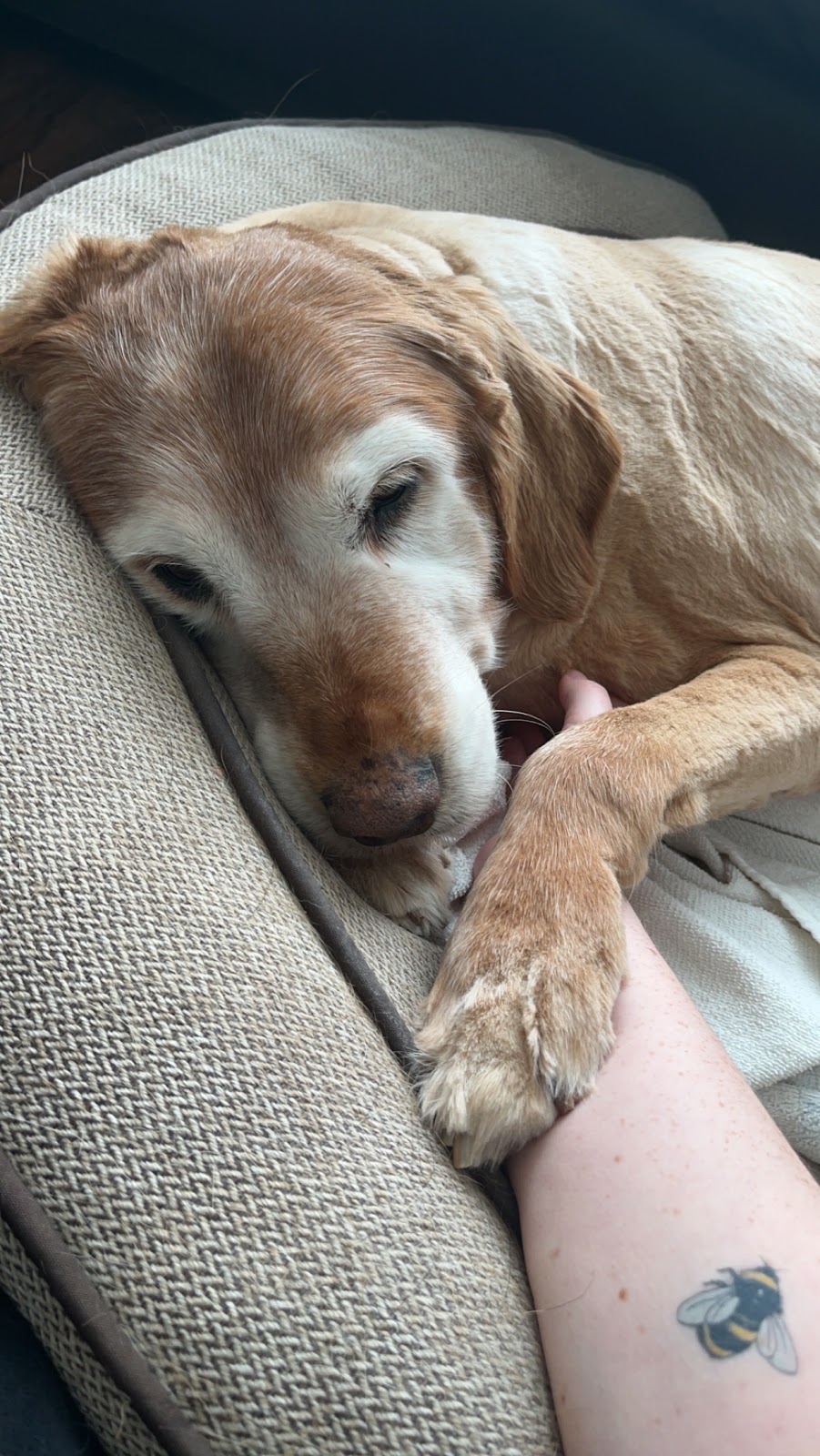 Fit Paws Veterinary Services