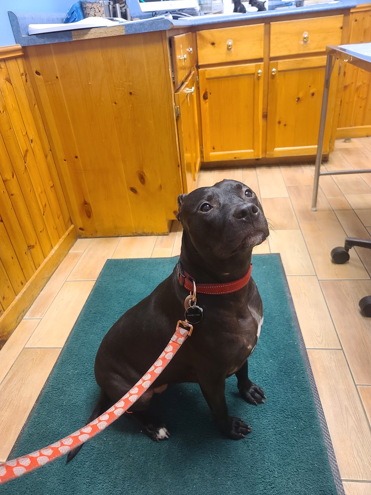 City Animal Hospital