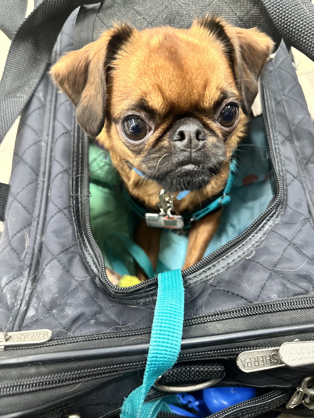 Lakewood Animal Hospital