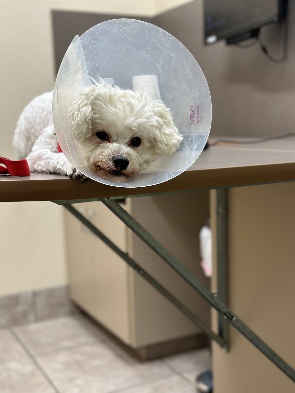 Lovet Pet Health Care - Happy Valley