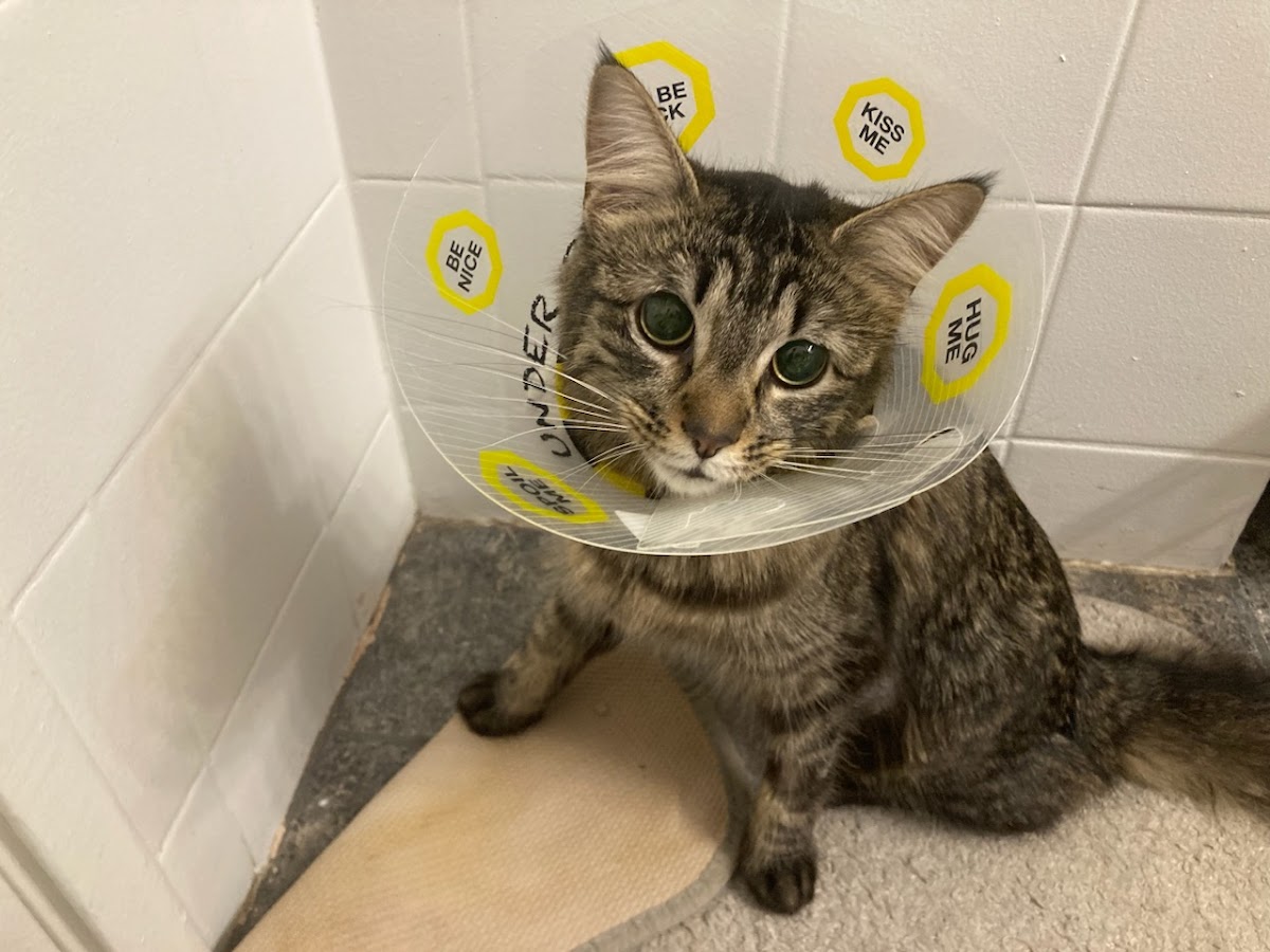 Highland Park Animal Clinic