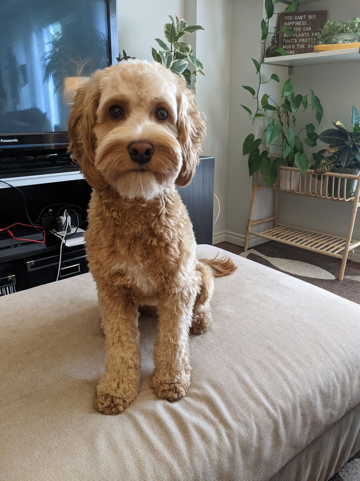 Burnhamthorpe Animal Hospital