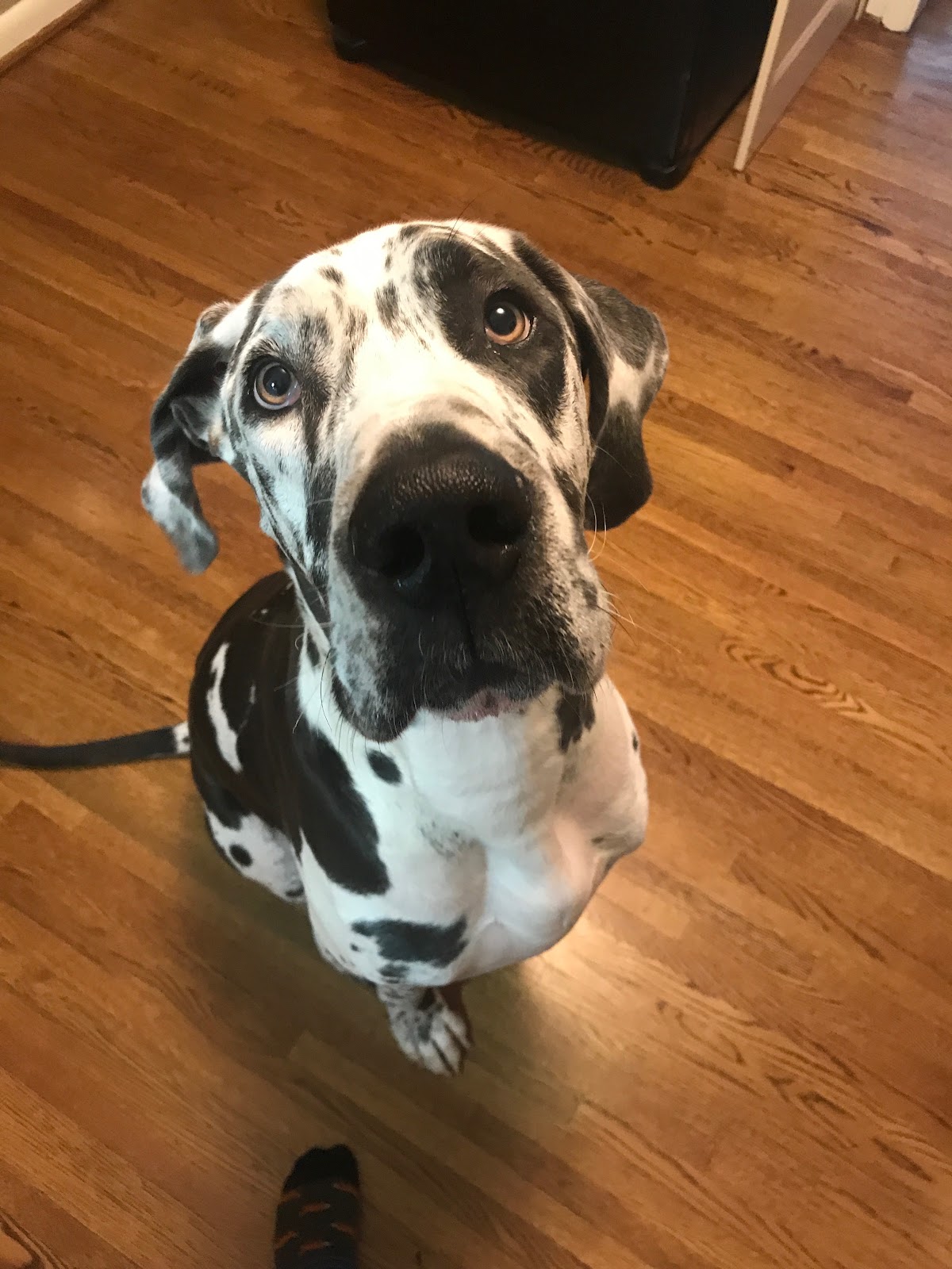 Harding Animal Hospital