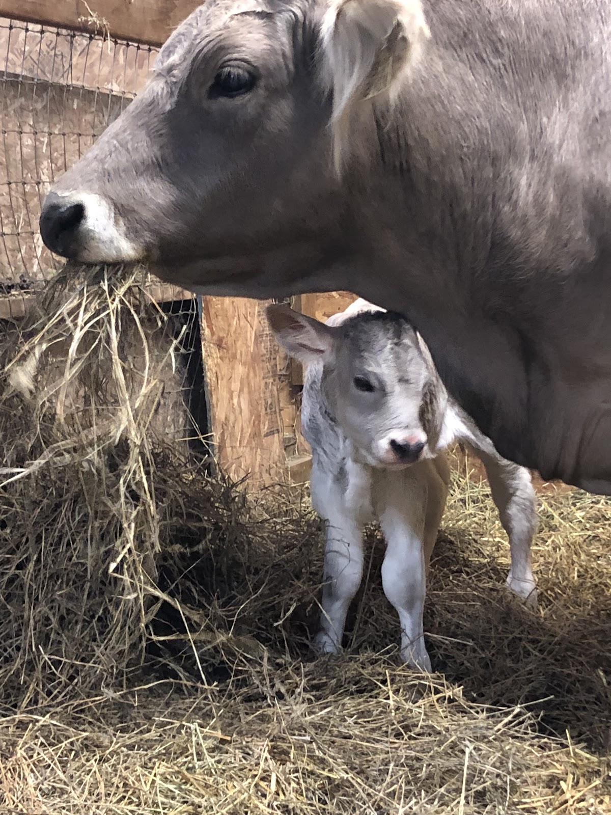 Vitality Veterinary Services