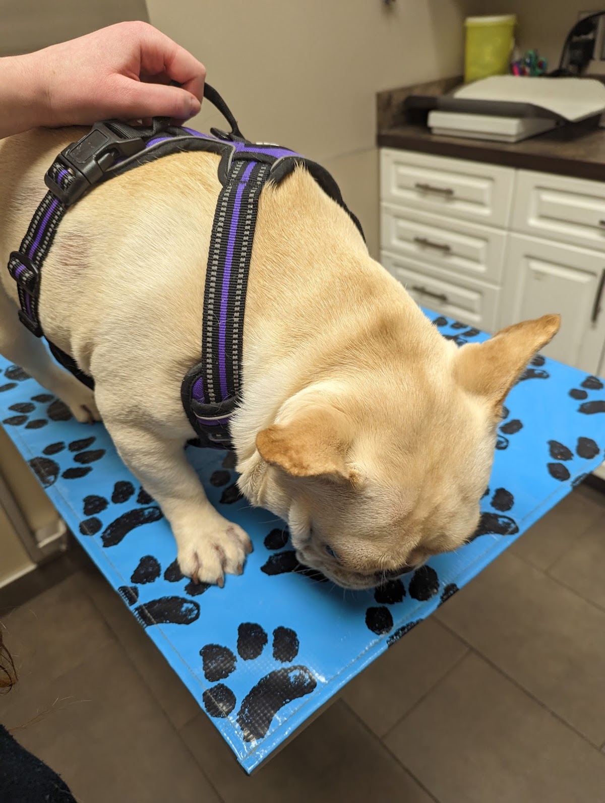 Acadia Drive Animal Clinic