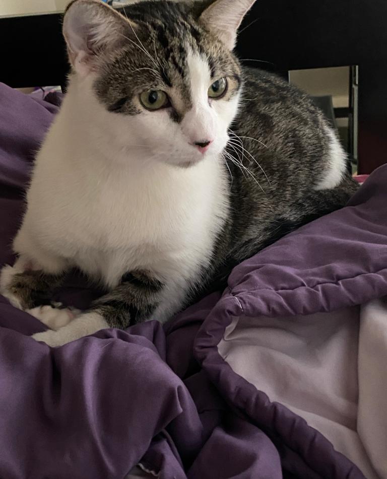 Edmonton Animal Hospital