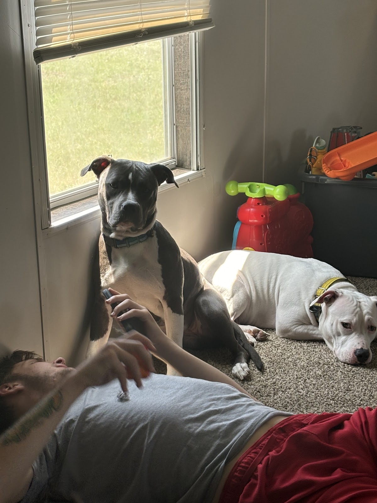 San Antonio Wellness Spay and Neuter Clinic
