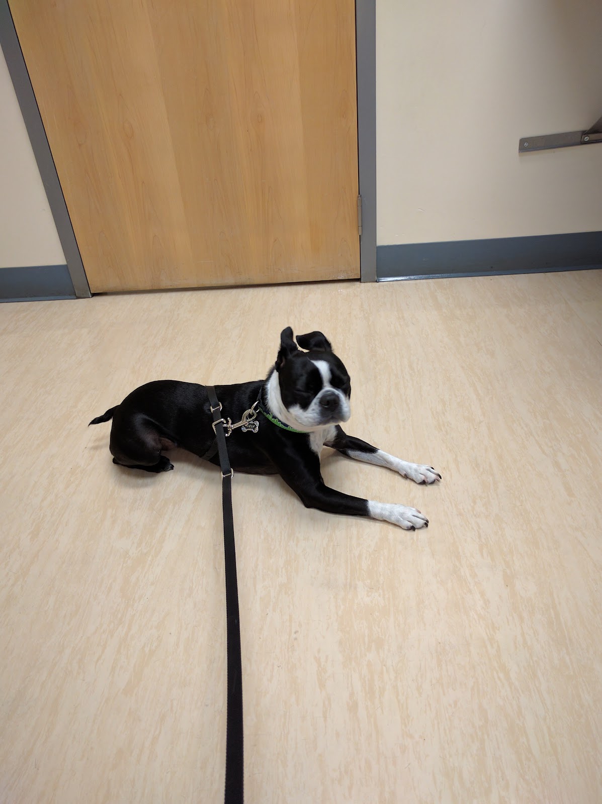 West Seattle Animal Hospital