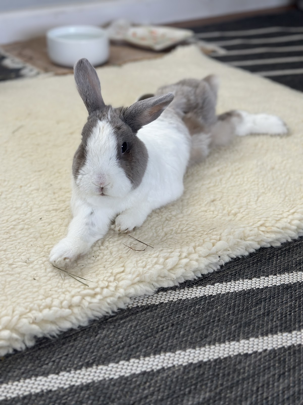 ACCESS Specialty Animal Hospitals - Los Angeles