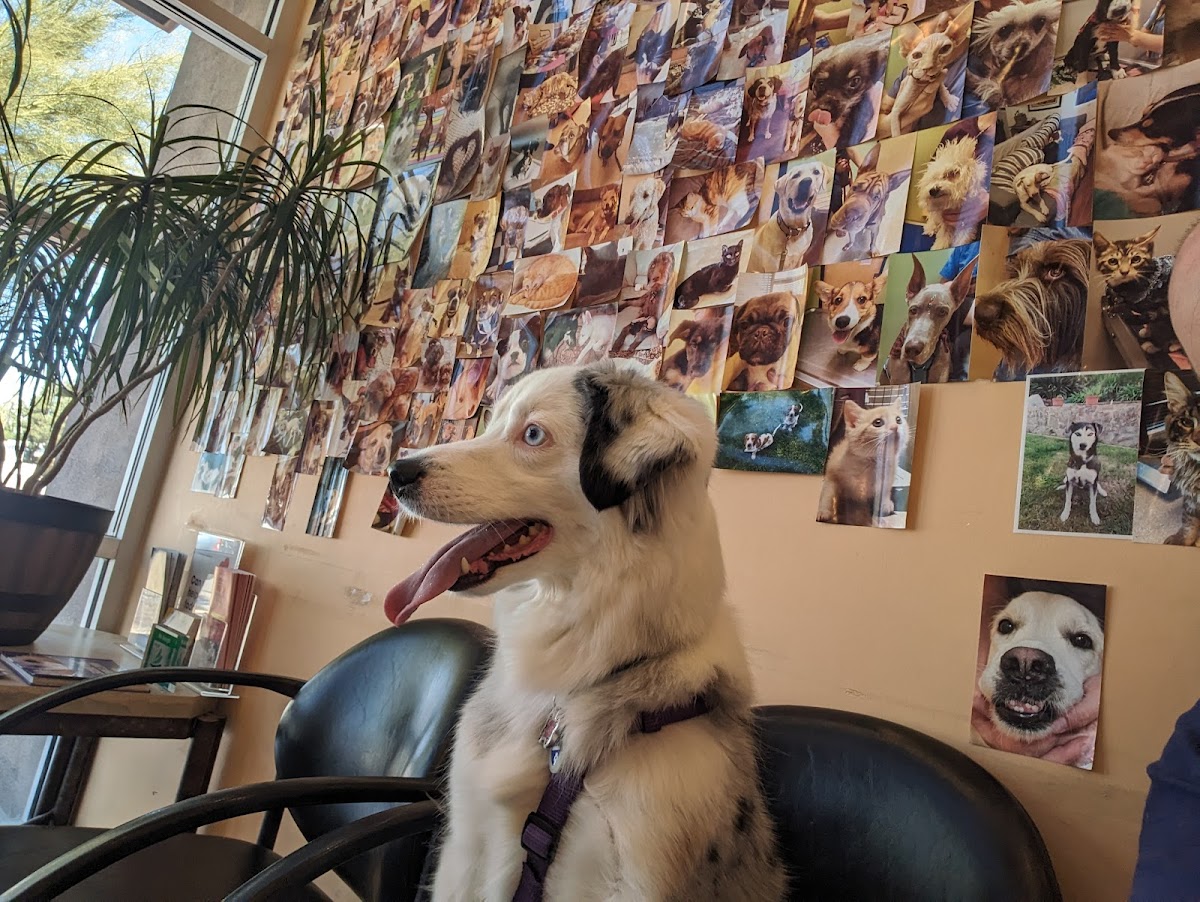 Phoenix Dog Cat Bird Hospital