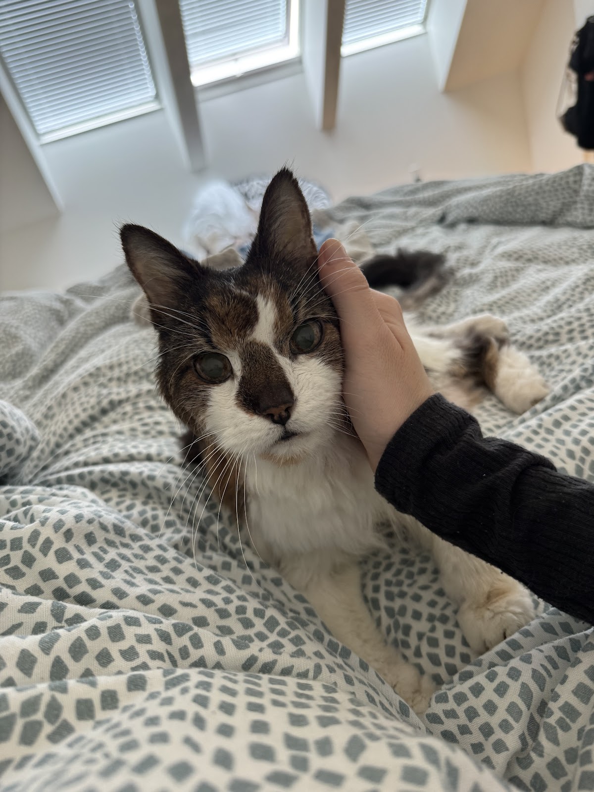 Midtown Mobile Veterinary Hospice Services