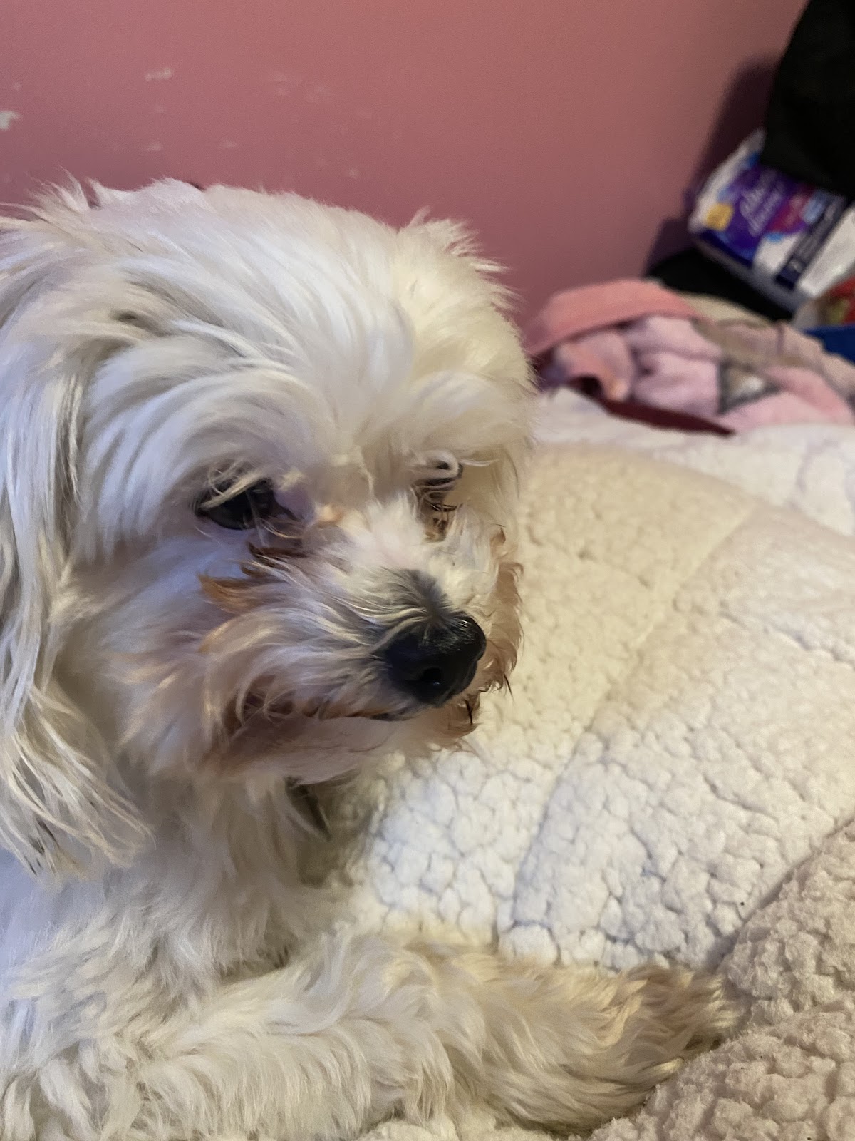 Whitemud Crossing Animal Hospital