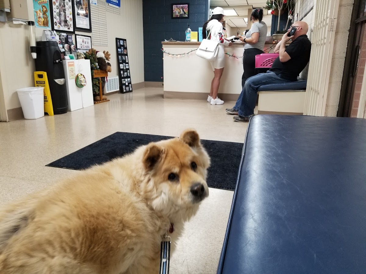 Flamingo Pet Clinic