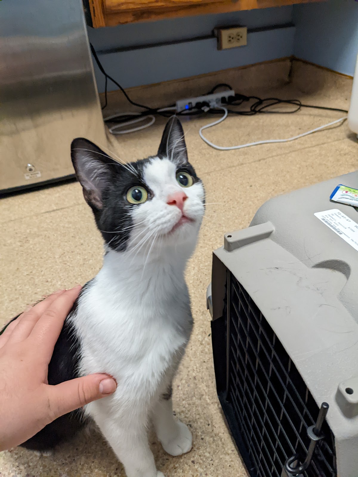 Nob Hill Cat Clinic