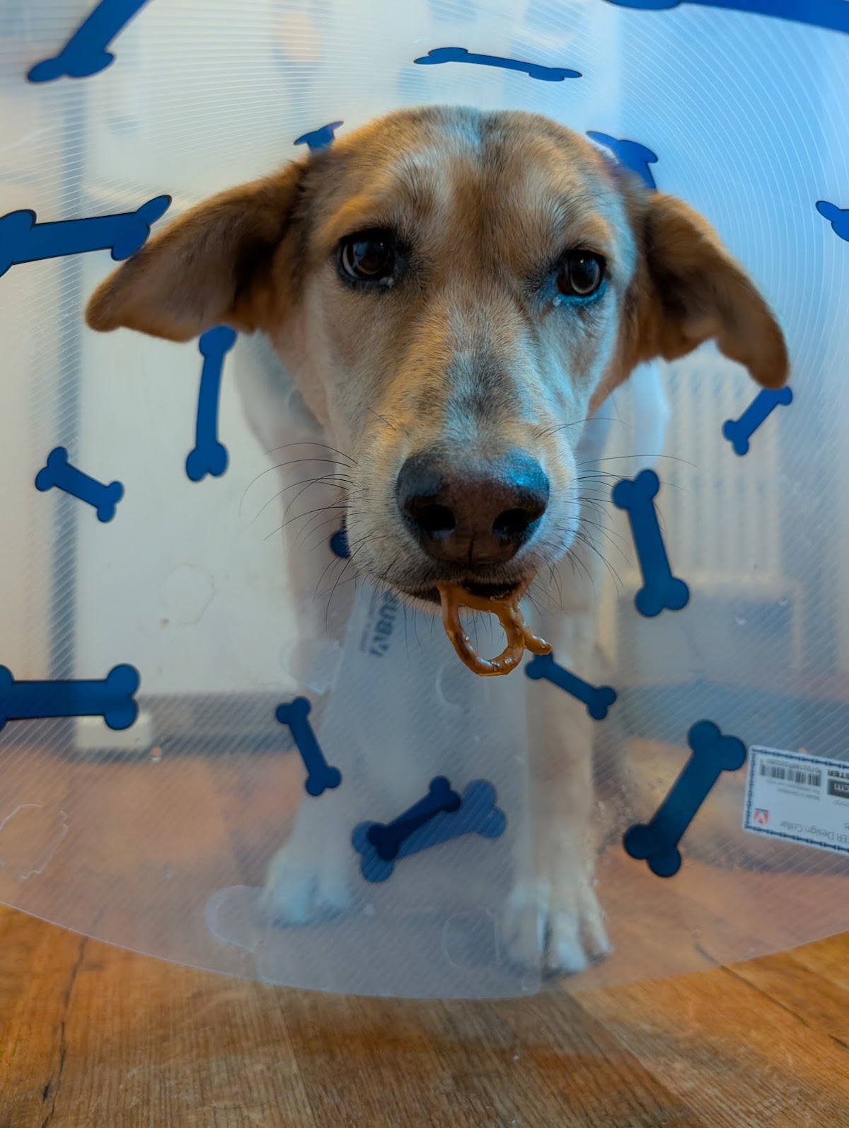 South Hill Animal Clinic