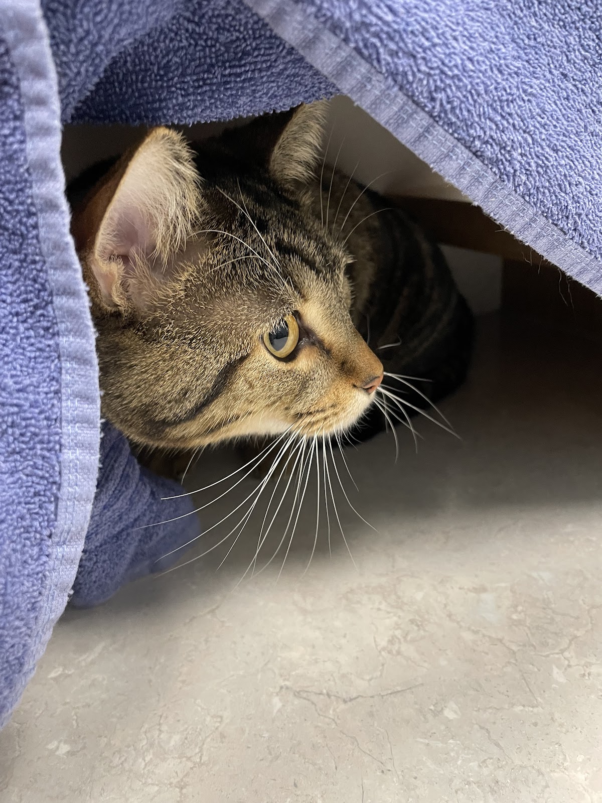 Bridgeland Vet Clinic