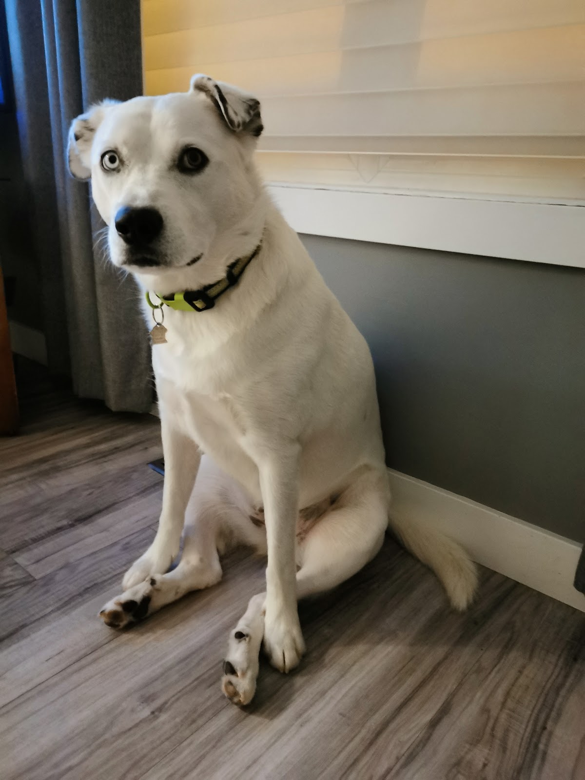 Regent Park Animal Hospital