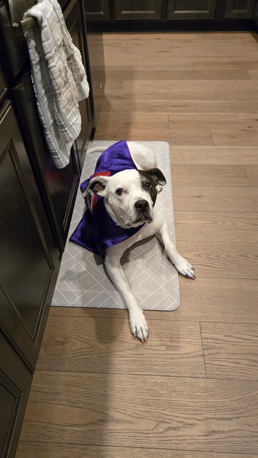 Animal Surgical Care