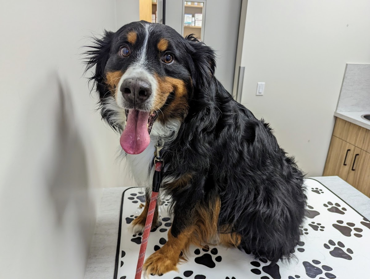 Canine Companion Clinic