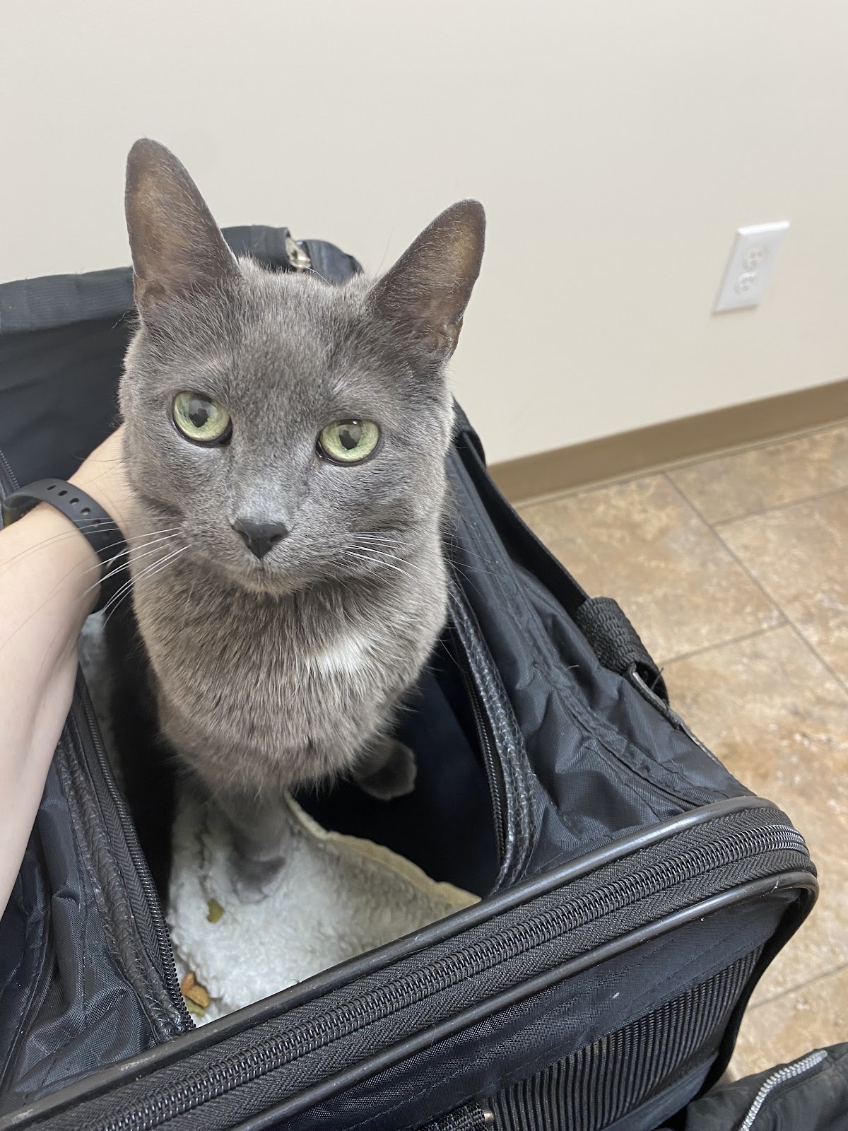 Hamptons Animal Hospital / Spay & Neuter Centre