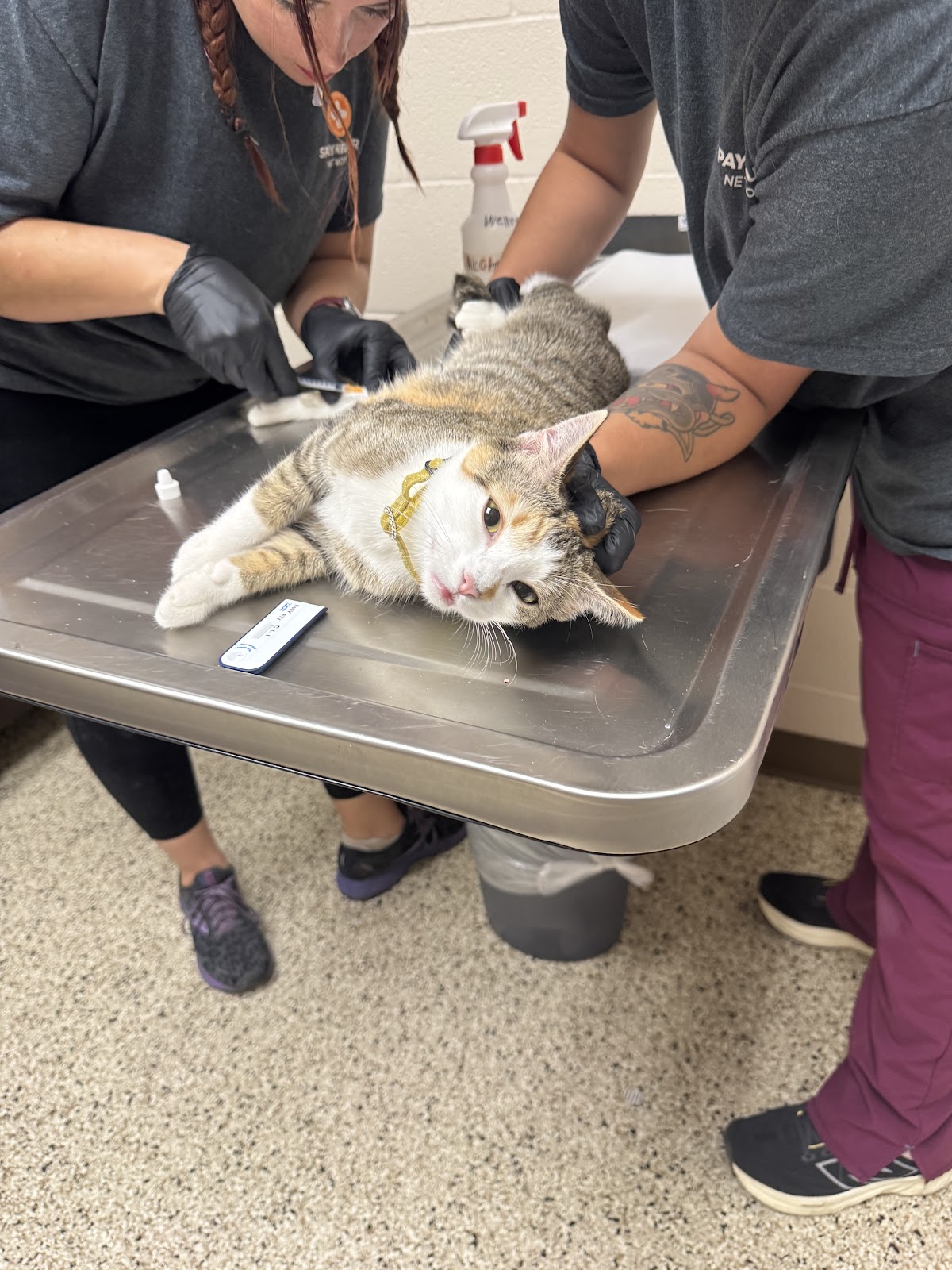 Spay Neuter Network
