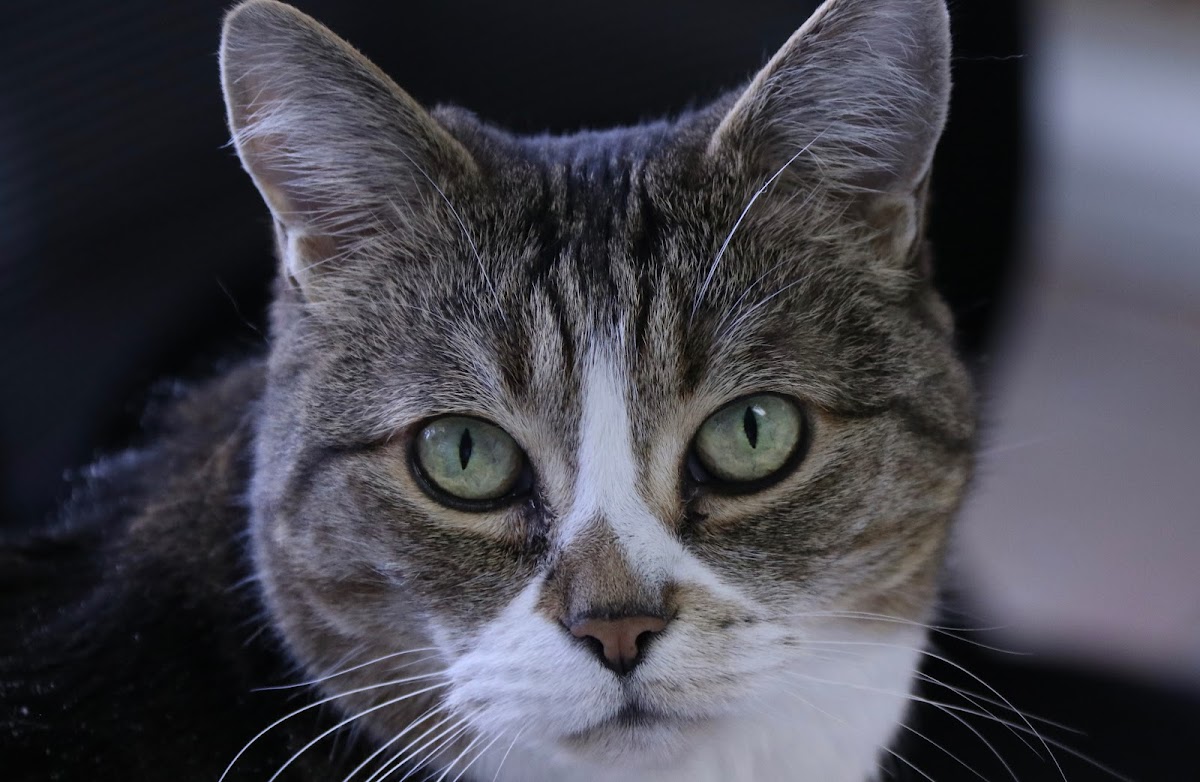 Westhills Veterinary Clinic