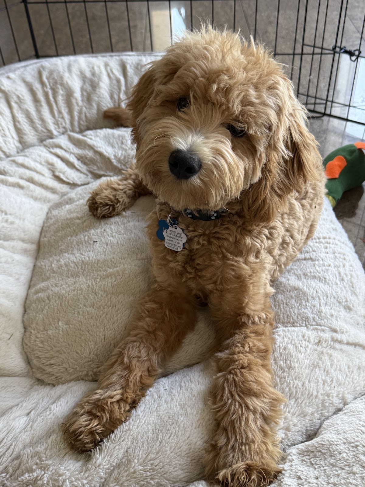 Heritage Valley Animal Hospital