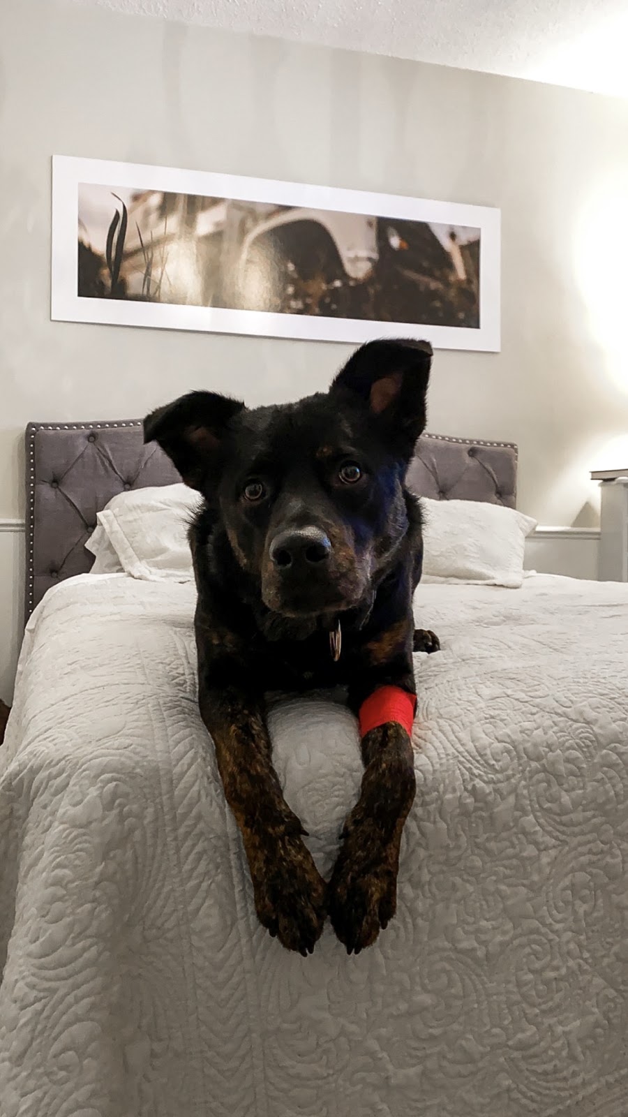 Weir Veterinary Services Ltd